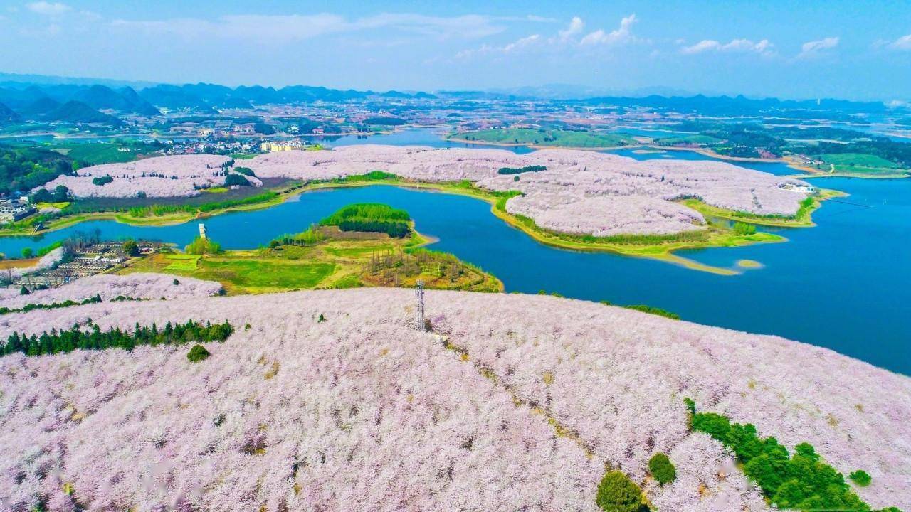 貴州春天4大精選採花聖地帶您遇見花季貴州