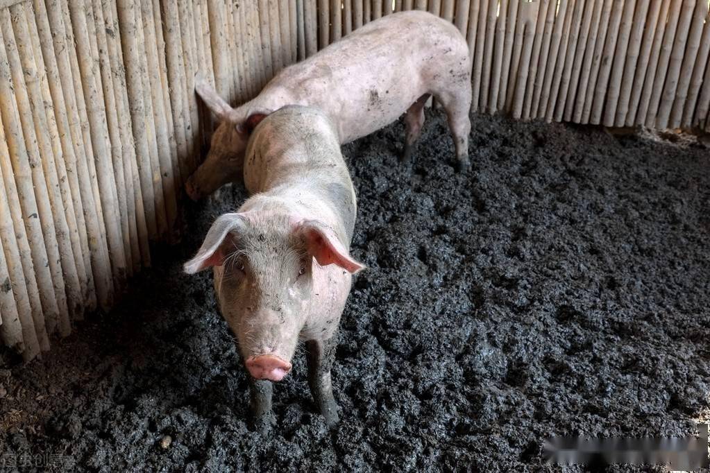 猪粪,为啥被荷兰人称为"黄金粪"?原来荷兰人把猪粪用"绝"了