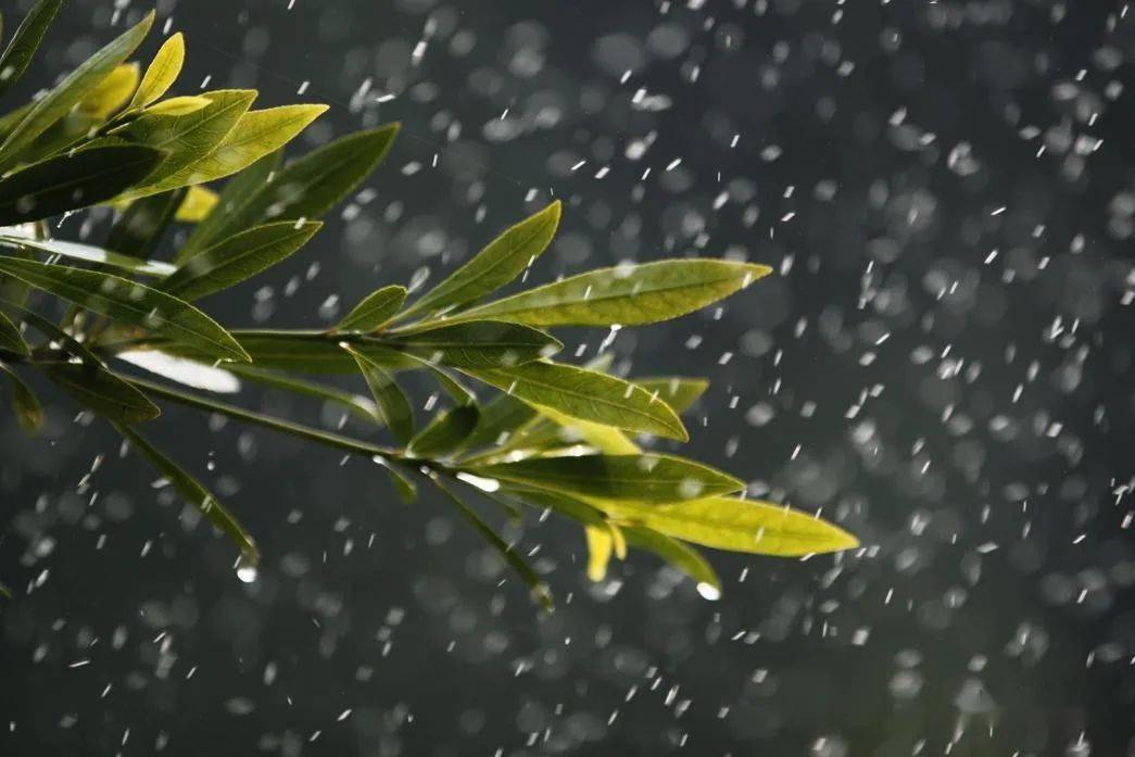 確實是這次假期的主角此話真不假告訴大家清明時節雨紛紛都說清明時節