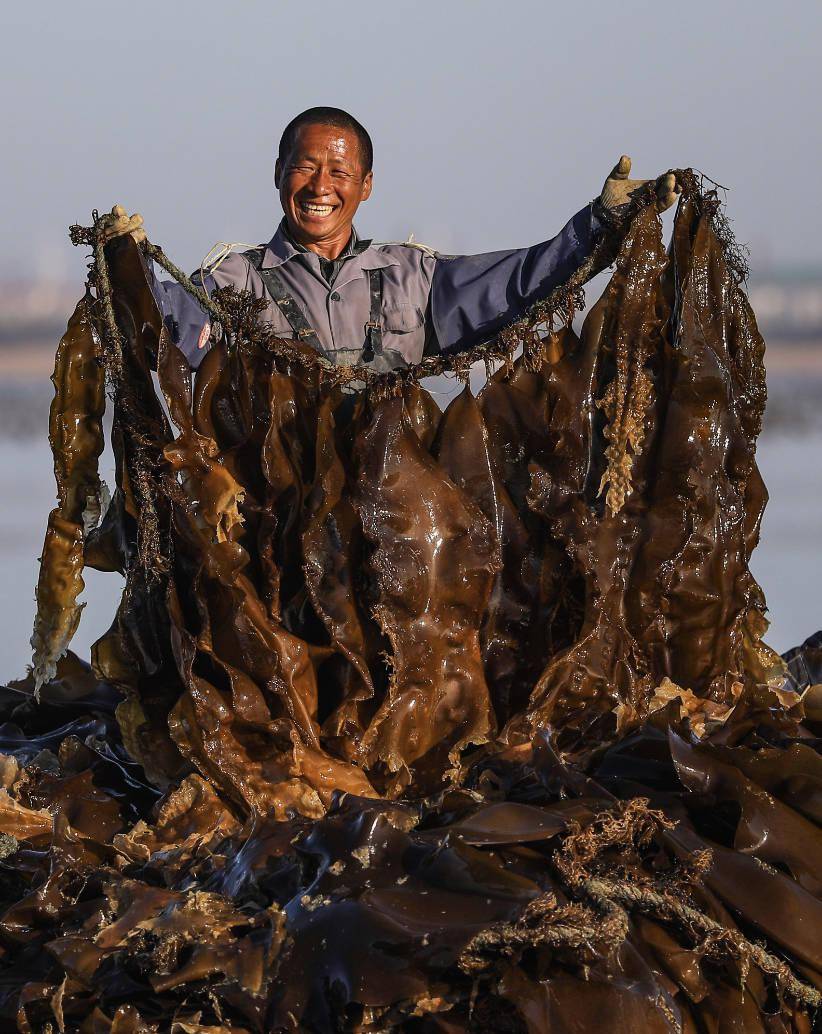 荣成摄影师的枯燥生活迎着朝霞收海带