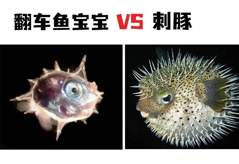 翻车鱼被海星吃了?