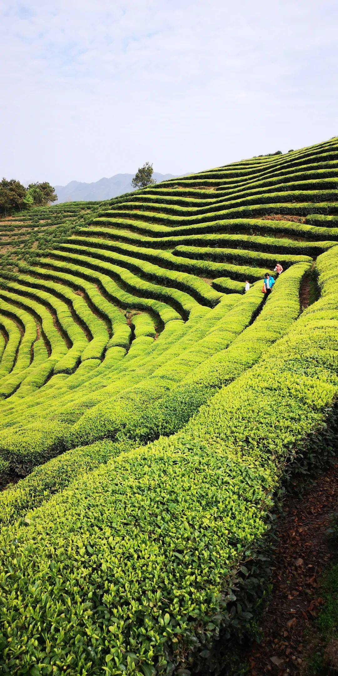 美景欣赏高山云雾茶中仙仿若空中的路西茶园
