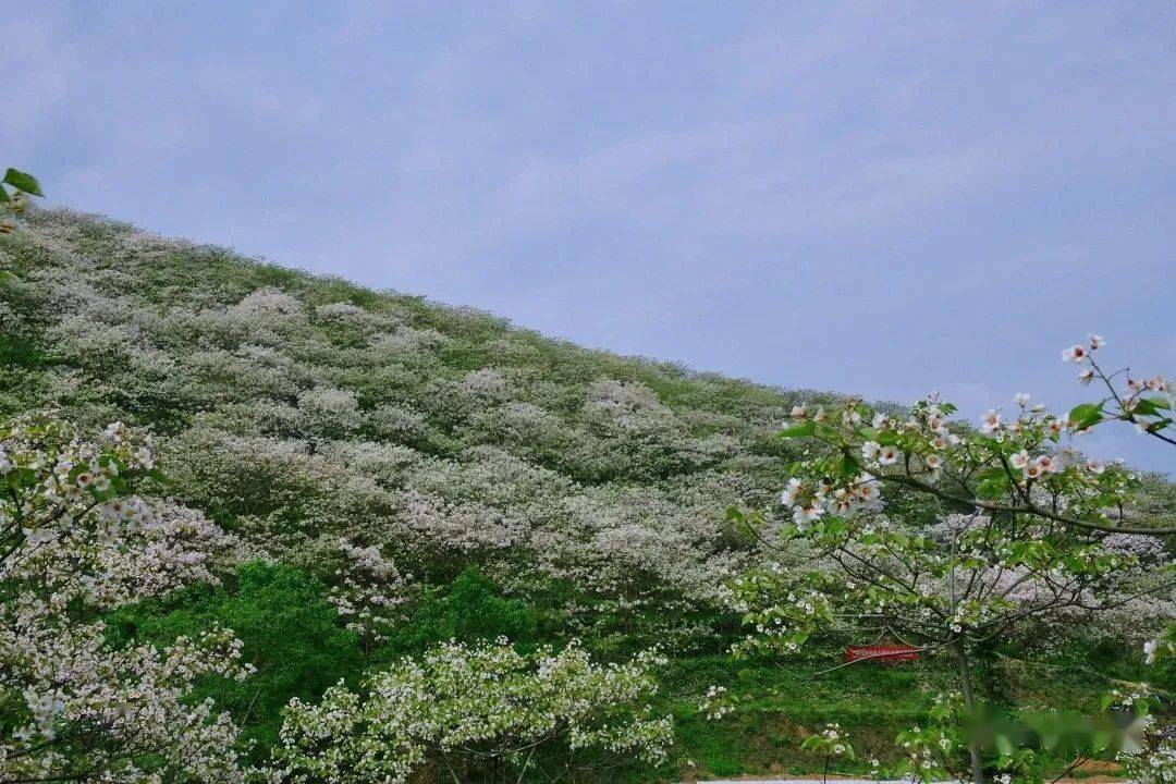 山花烂漫时|我和油桐花有个约会!