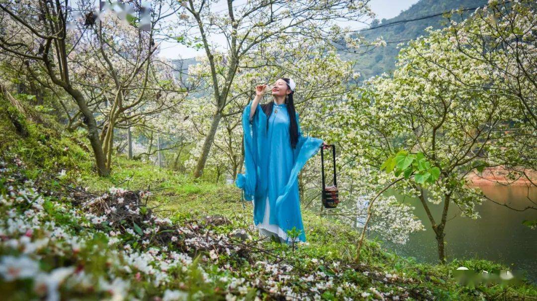 永春仙夹镇首届油桐花文化节盛大开幕油桐树花开了宛如飘雪很美很美