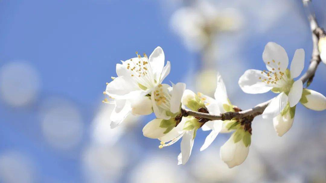 "赏春花 游园林"一机游海淀邀您春日随手拍,千元大奖等您拿!_part