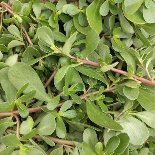 啥菜对嗓子好 7b70277ad8ec4c0d94f770e0f1950105.jpeg