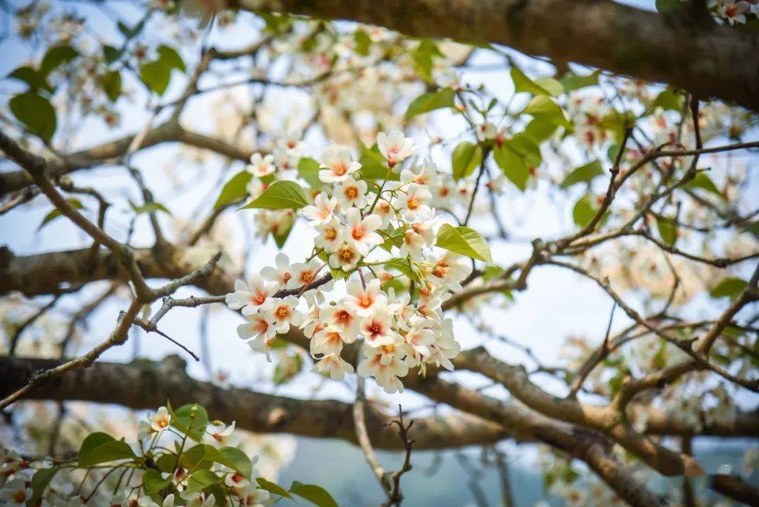 永春仙夹镇首届油桐花文化节盛大开幕油桐树花开了宛如