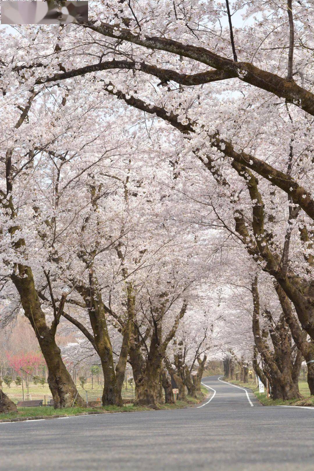 赤城南面千本樱——1.3公里的粉红天幕