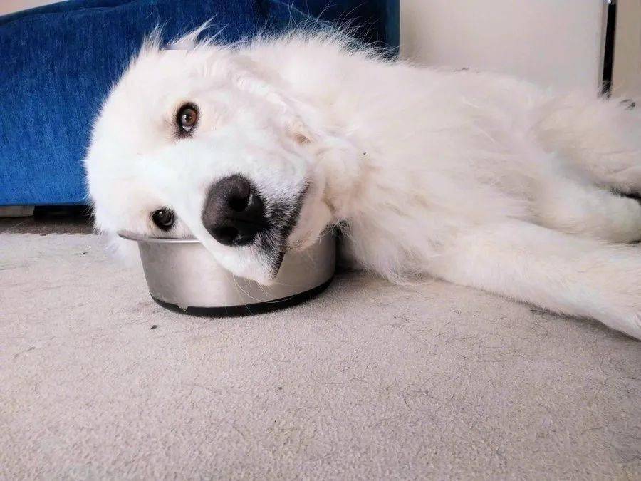 到了饭点没开饭,狗子疯狂用眼神示意.妥妥戏精!