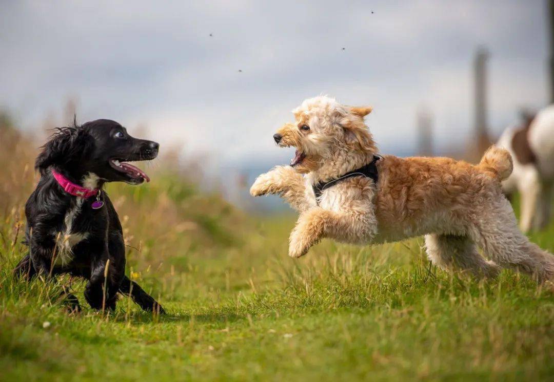 遛狗时如何避免狗遛人和撒手没?_狗狗