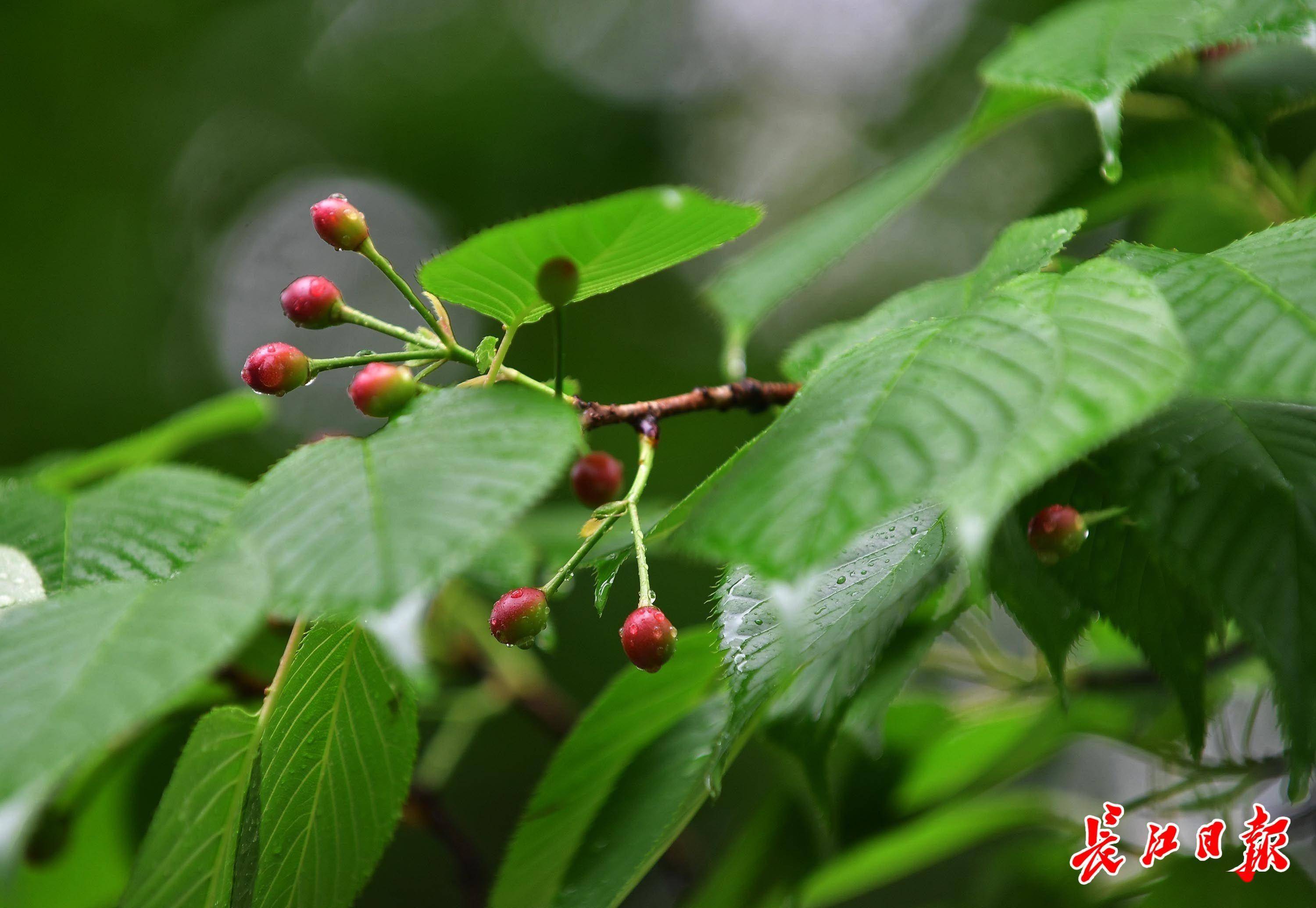 春花树果子图片