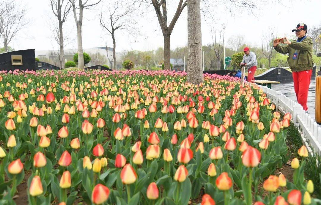 文化公園52萬餘株鬱金香漸次開放