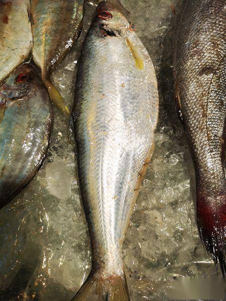 鲜鱼,也是江南春季的上品江鲜,菜场的一直有句老话叫"春潮迷雾出刀鱼"