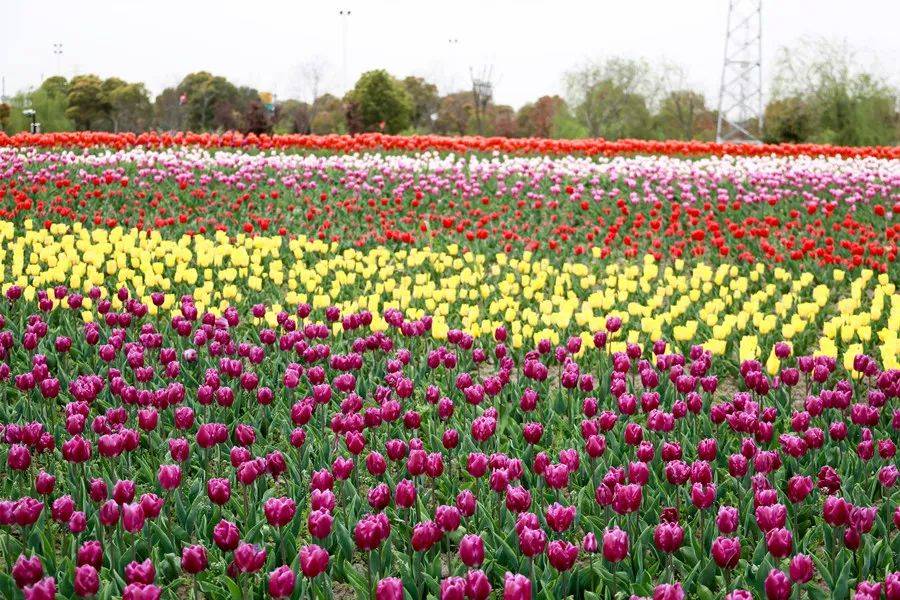 6万株郁金香已盛放！上海嘉定这片“小荷兰” 景观，你看过了吗？