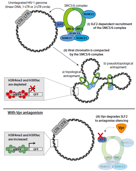 cellhostmicrobehiv病毒抑制宿主免疫新機制