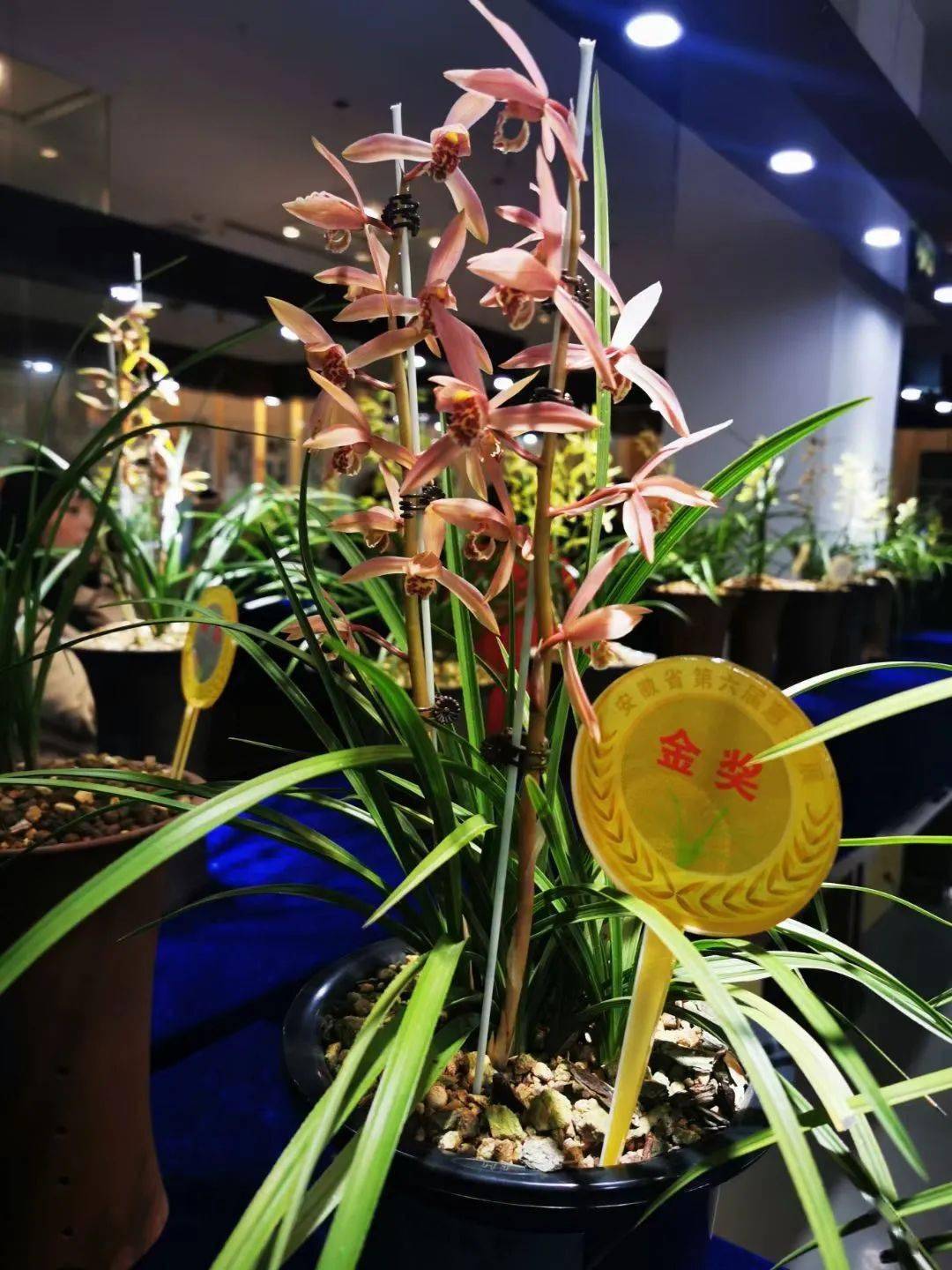 安徽省第六届蕙兰展暨金寨玉博园首届兰花书画博览会正式开幕