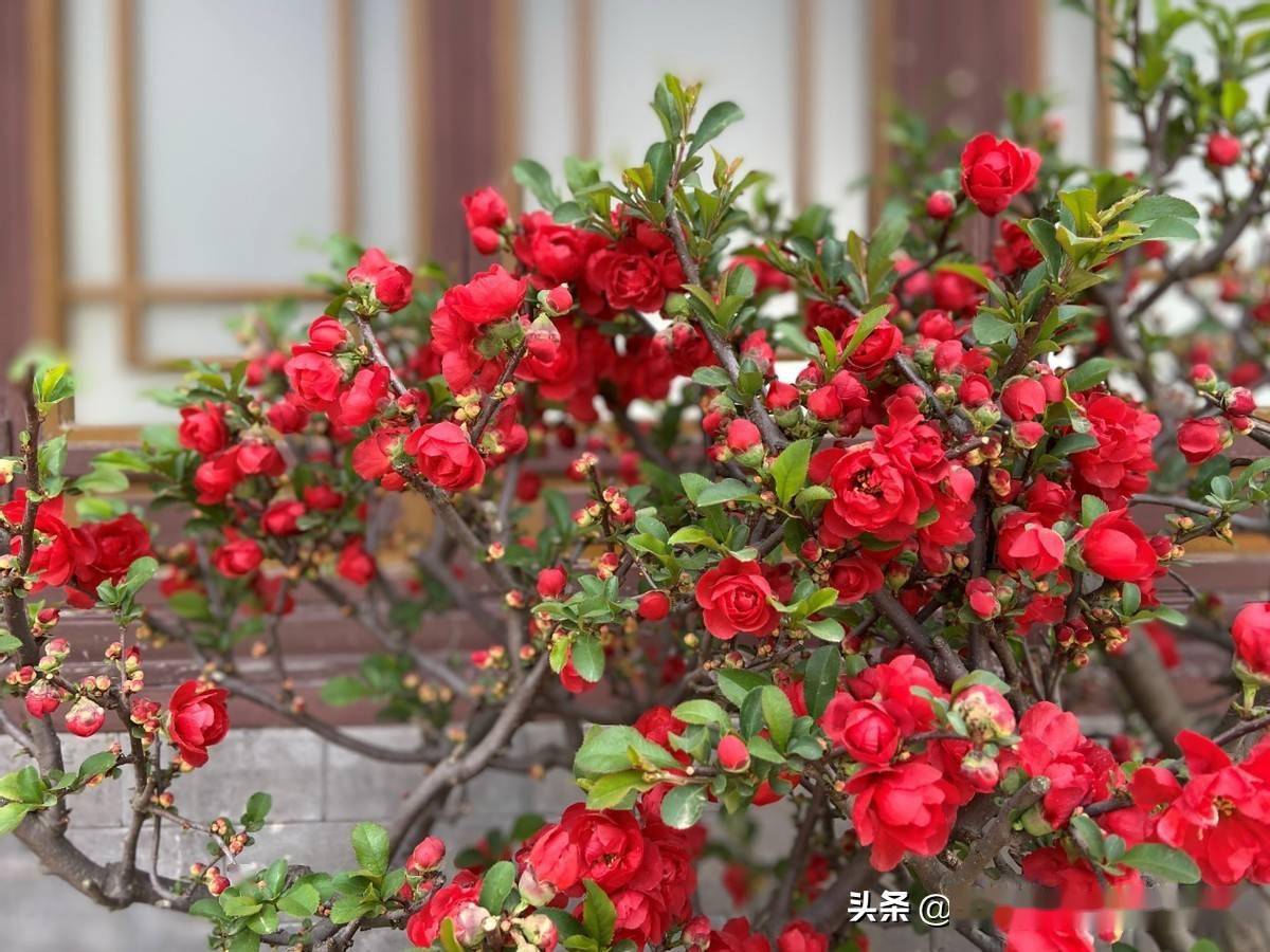 陶然亭海棠涂抹新红上海棠