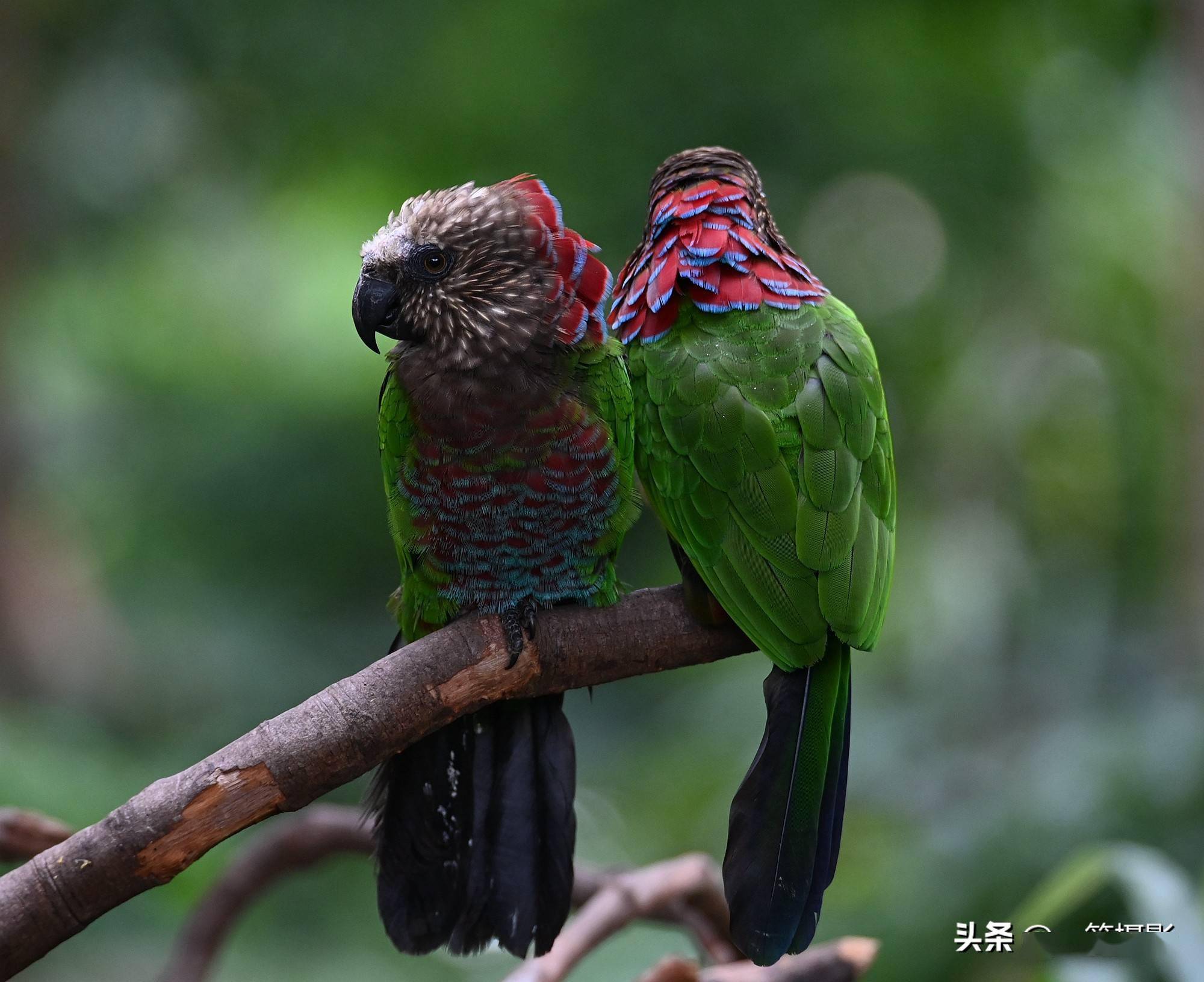 鹰头鹦鹉它应该叫鹰鹉