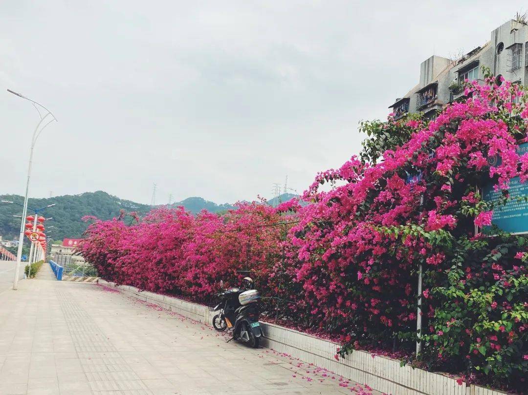 梧州这一处三角梅瀑布惊艳了整个春日