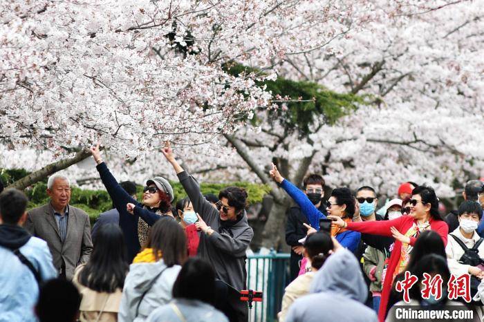山东青岛：清明假期樱花盛放 引数十万游客赏樱游园
