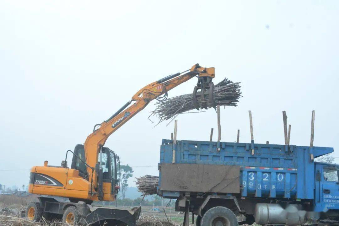 据永平甘蔗站工作人员介绍,一台机器一天可以砍甘蔗50吨,而砍50吨甘蔗