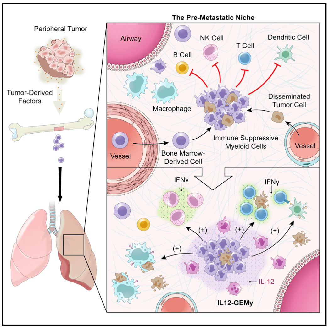 《细胞》:全新免疫疗法,预防癌症转移!