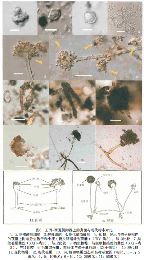 与现代标本对照