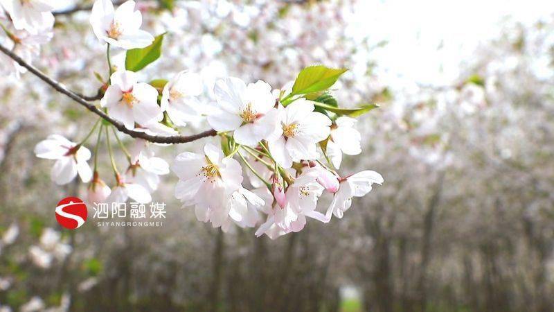 泗阳：千亩樱花烂漫绽放美了乡村富了生活