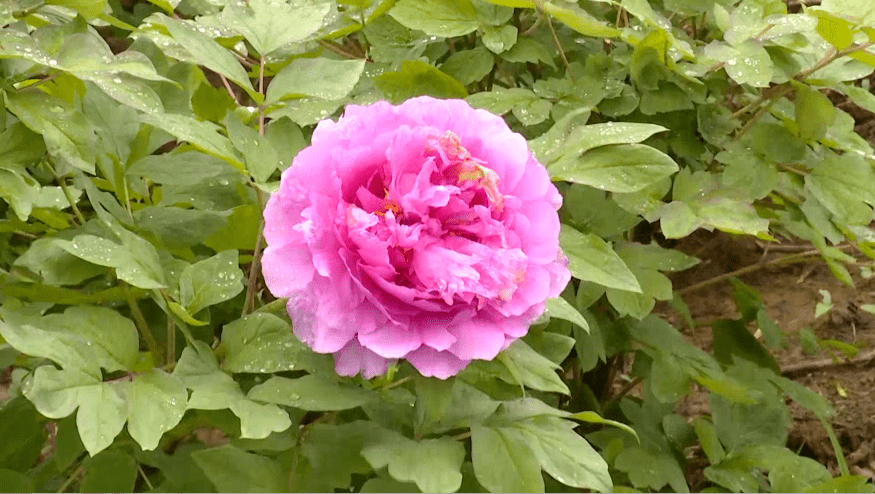 芍药怎么搭_芍药花图片