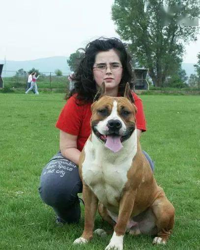 英系斯塔福和美系斯塔福究竟有何区别这篇文章讲透了