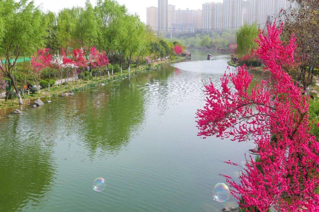 被西安人称作"桃花岛"的西安桃花潭公园内花开正盛梨花,樱花,海棠花