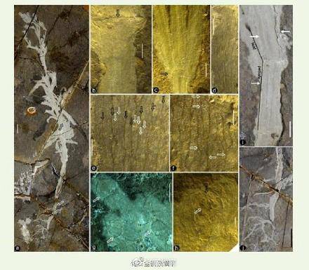 宁城|科学家发现1.25亿年前宁城中华草
