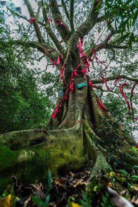 垫江"古树普查"开始,每棵古树名木都要有"身份证号码"!