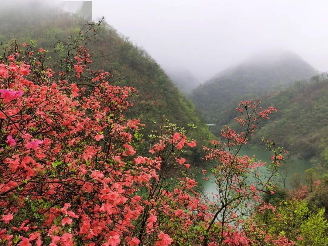 金寨这个地方的映山红已盛开