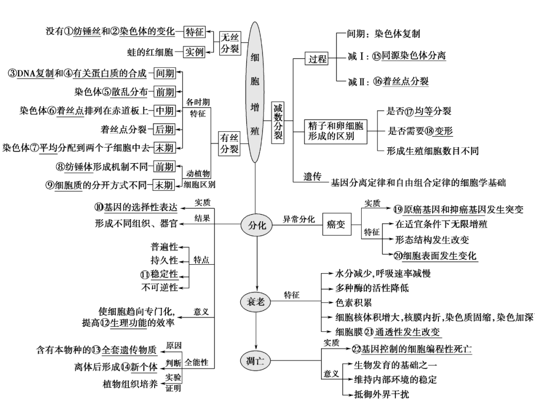 细胞的生命历程简图图片