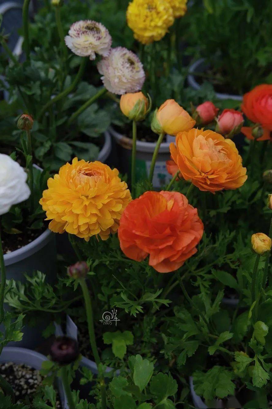 呐花毛茛实现了小小的切花自由