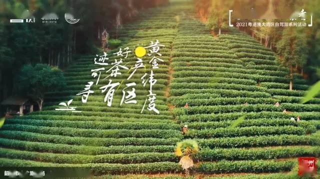 茶香夜雨动态曲谱_茶香夜雨简谱曲谱(2)