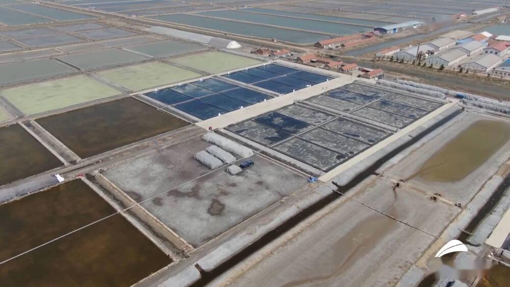 谁知盘中盐粒粒皆辛苦青岛千亩盐田迎来收获季