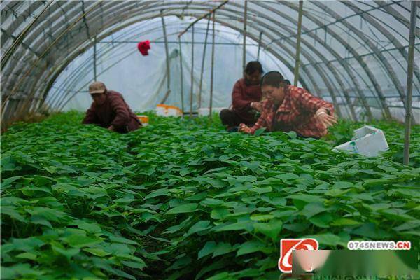 洋瓜尖种植基地图片图片