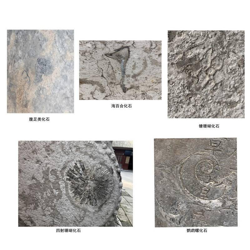 碑林藏石中的古生物化石 研究