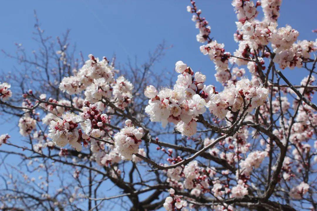 預計4月8~9日烏素圖陽面杏花進入始花期,陰面杏花處於現蕾期,花萼