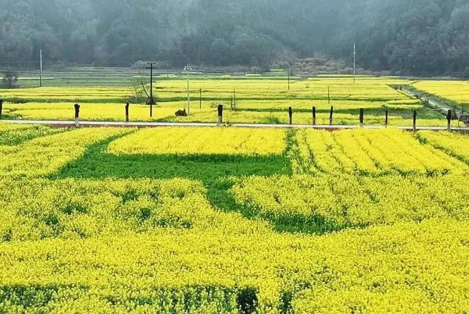 油菜花海美景带动"美丽经济"