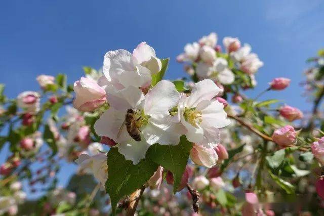 50幅海棠花图50个海棠品种