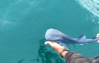 最小的鲸类 比如1米多长的侏儒海豚 小宝宝也有50厘米 但是鲸鲨宝宝呢