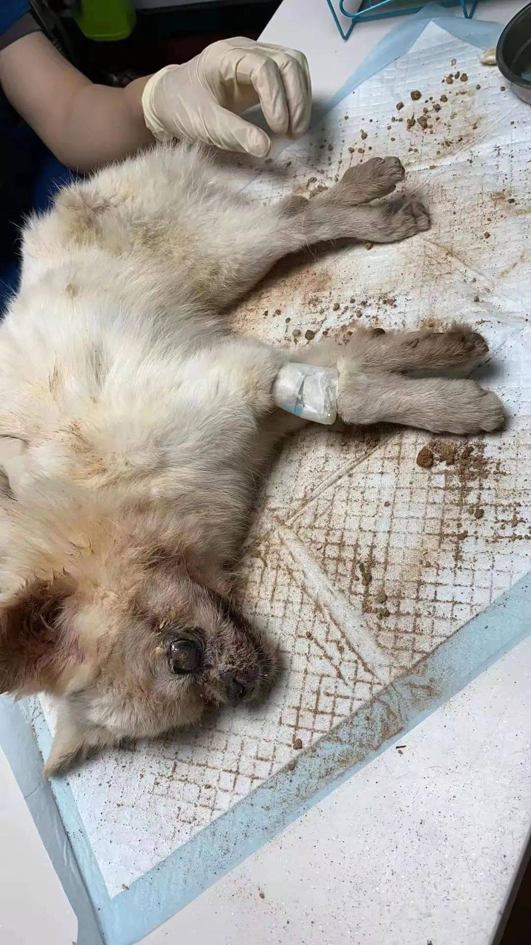 清理干净一点后,是一只很漂亮的小博美(看着比较像博美).