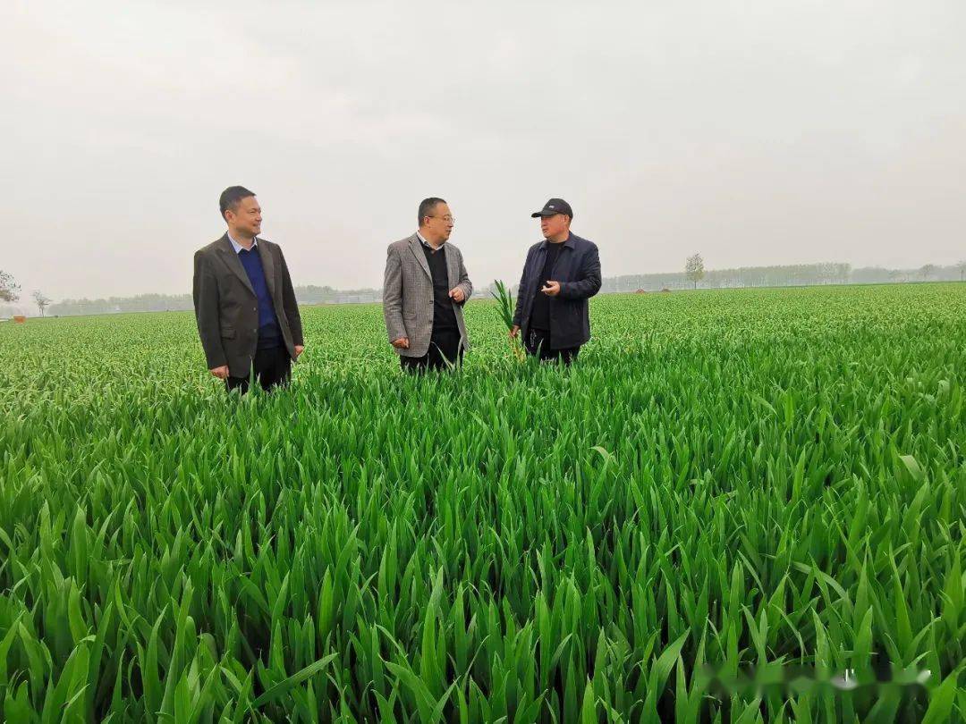 柘城县副县长张炎耀调研小麦"两病一寒"防控工作开展情况_技术