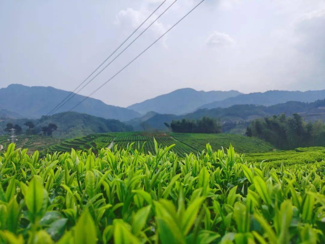 "要统筹做好茶文化,茶产业,茶科技这篇大文章"寿宁茶人倍感振奋