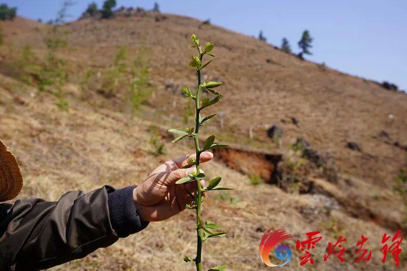 富民枳绝后重生 保护