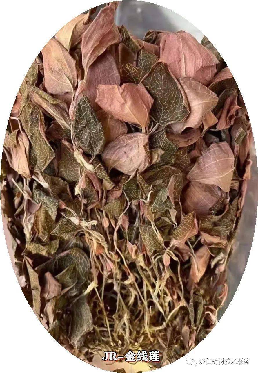 一根金线鸟人参名药之金线莲功效好价值高