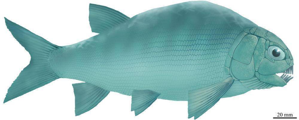 鱼属|我科学家发现2.44亿年前“盘州暴鱼”